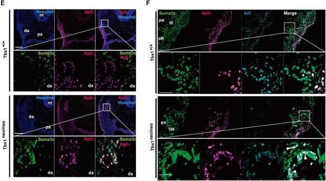 Mouse IgG (H+L) Cross-Adsorbed Secondary Antibody in Immunohistochemistry (Frozen) (IHC (F))