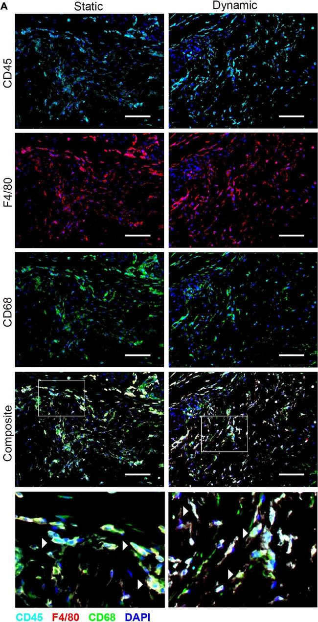 Rat IgG (H+L) Cross-Adsorbed Secondary Antibody in Immunohistochemistry (IHC)