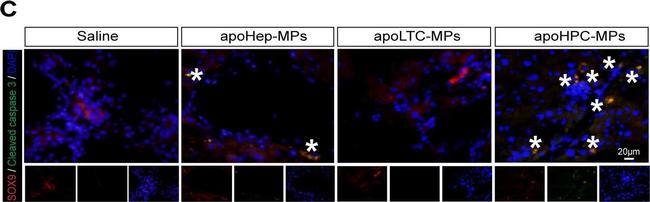 Rabbit IgG (H+L) Cross-Adsorbed Secondary Antibody in Immunohistochemistry (PFA fixed) (IHC (PFA))