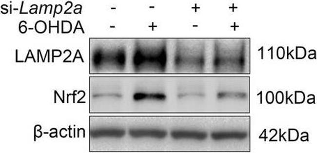 Mouse IgG (H+L) Highly Cross-Adsorbed Secondary Antibody in Western Blot (WB)