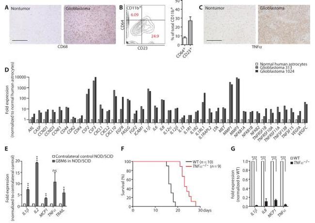 CD11b Antibody in Immunohistochemistry (IHC)