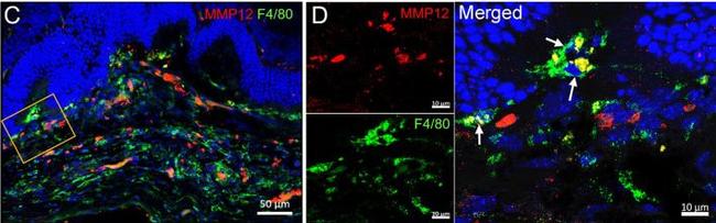 Rabbit IgG (H+L) Cross-Adsorbed Secondary Antibody in Immunohistochemistry (Frozen) (IHC (F))