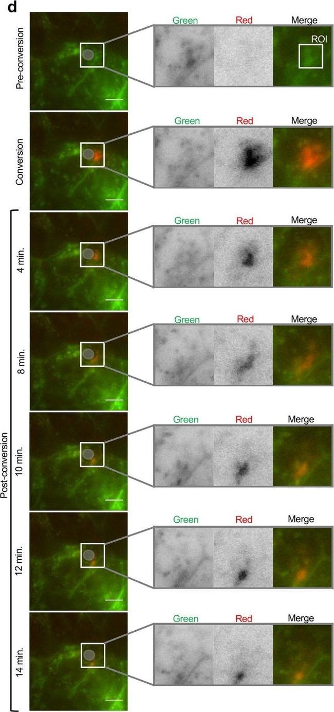 Mouse IgG (H+L) Cross-Adsorbed Secondary Antibody in Immunomicroscopy (IM)