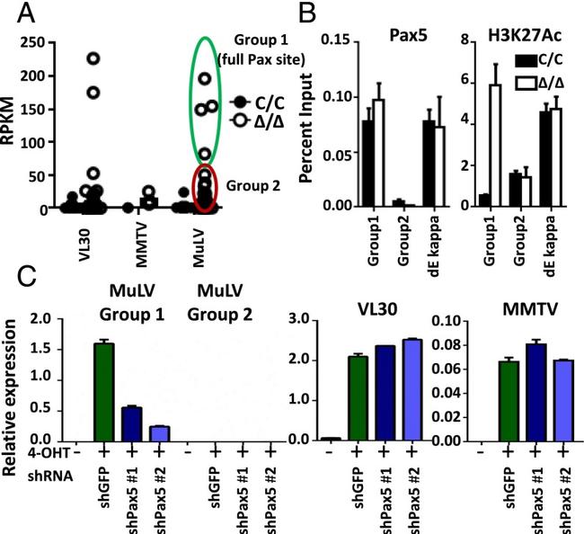 PAX5 Antibody in ChIP Assay (ChIP)