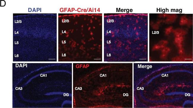 Mouse IgG (H+L) Highly Cross-Adsorbed Secondary Antibody in Immunohistochemistry (PFA fixed) (IHC (PFA))