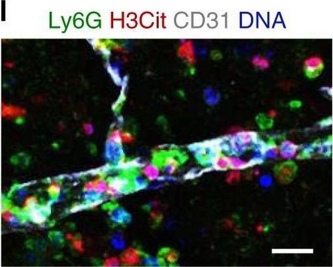 Rabbit IgG (H+L) Highly Cross-Adsorbed Secondary Antibody in Immunohistochemistry (Frozen) (IHC (F))