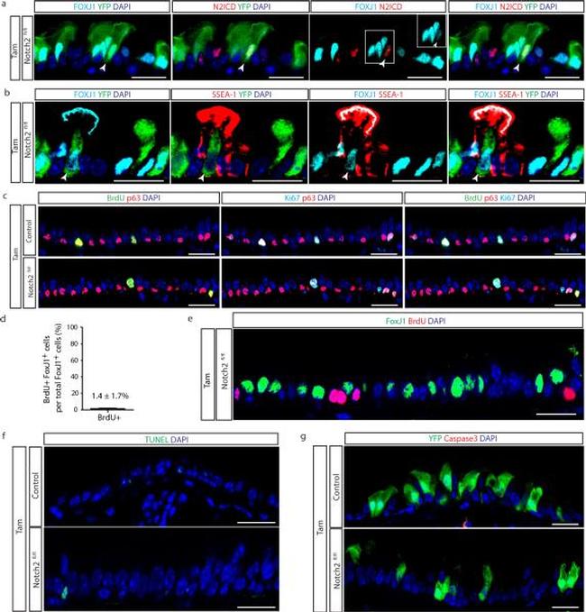 FOXJ1 Antibody in Immunocytochemistry (ICC/IF)