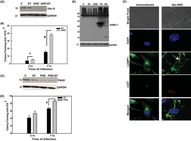 GAPDH Antibody in Western Blot (WB)