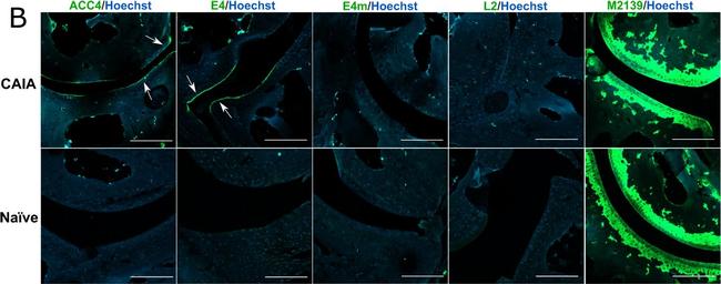 Mouse IgG1 Cross-Adsorbed Secondary Antibody in Immunohistochemistry (Paraffin) (IHC (P))