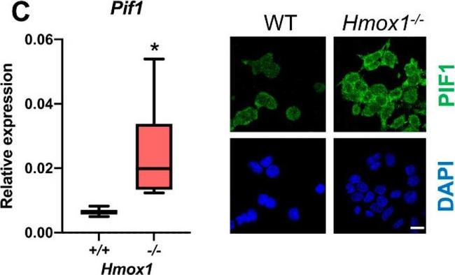 Rabbit IgG (H+L) Highly Cross-Adsorbed Secondary Antibody in Immunocytochemistry (ICC/IF)