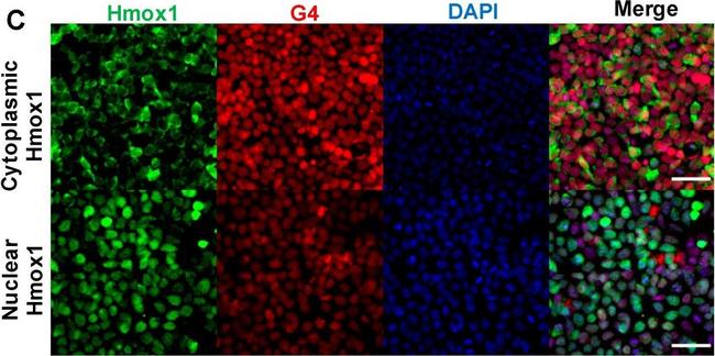 Rabbit IgG (H+L) Highly Cross-Adsorbed Secondary Antibody in Immunocytochemistry (ICC/IF)