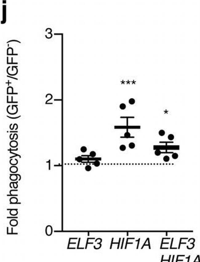 Rabbit IgG (H+L) Highly Cross-Adsorbed Secondary Antibody in Flow Cytometry (Flow)