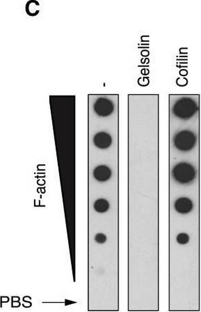 Mouse IgG (H+L) Secondary Antibody in Western Blot (WB)