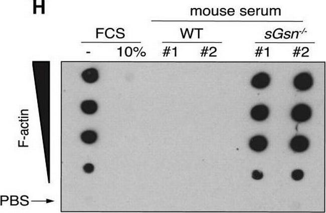 Mouse IgG (H+L) Secondary Antibody in Western Blot (WB)