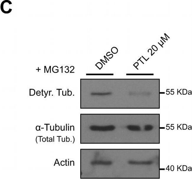 Rabbit IgG (H+L) Cross-Adsorbed Secondary Antibody in Western Blot (WB)