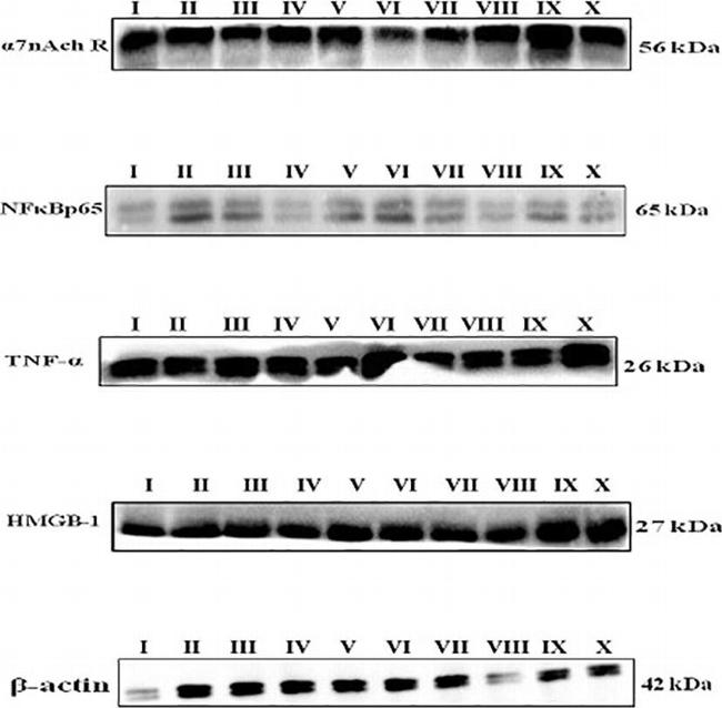 Mouse IgG (H+L) Secondary Antibody in Western Blot (WB)