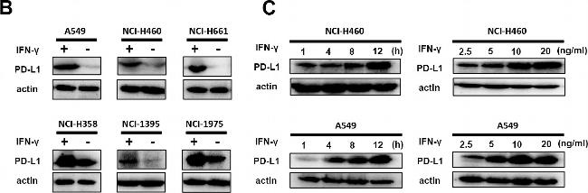 Mouse IgG (H+L) Secondary Antibody in Western Blot (WB)