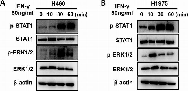 Mouse IgG (H+L) Secondary Antibody in Western Blot (WB)