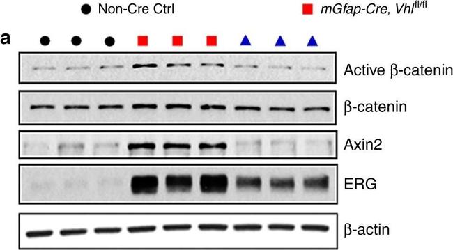 Mouse IgG (H+L) Secondary Antibody in Western Blot (WB)