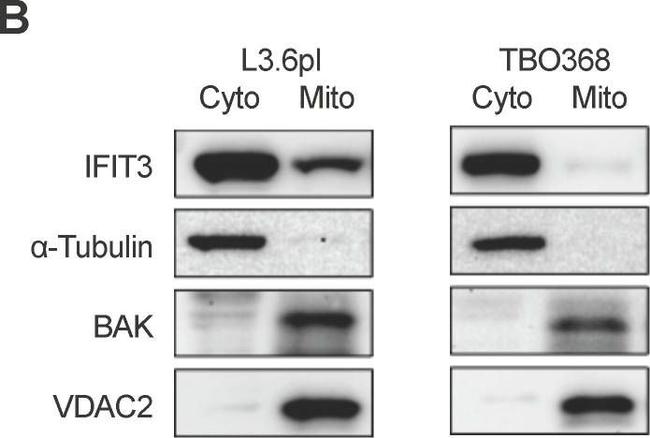 Mouse IgG (H+L) Secondary Antibody in Western Blot (WB)