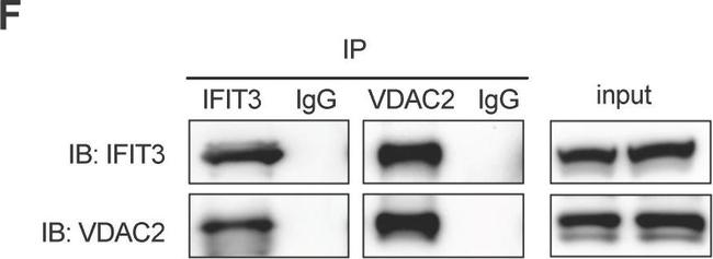 Mouse IgG (H+L) Secondary Antibody in Western Blot (WB)