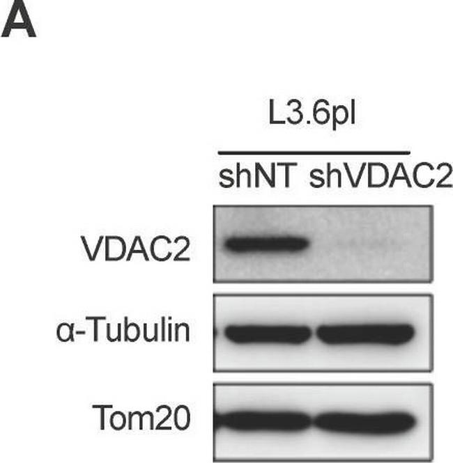 Mouse IgG (H+L) Secondary Antibody in Western Blot (WB)