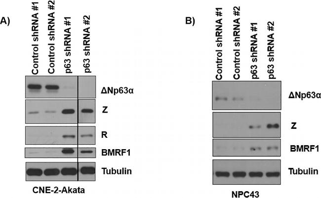 Mouse IgG (H+L) Secondary Antibody in Western Blot (WB)