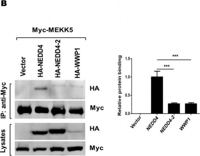 Mouse IgG (H+L) Secondary Antibody in Western Blot (WB)