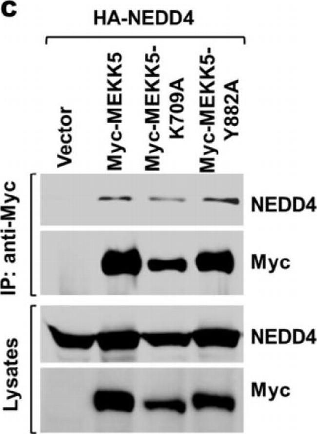 Mouse IgG (H+L) Secondary Antibody in Western Blot (WB)