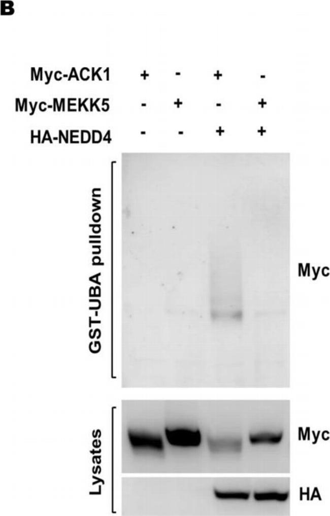 Mouse IgG (H+L) Secondary Antibody in Western Blot (WB)