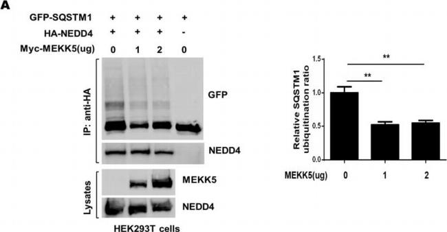 Mouse IgG (H+L) Secondary Antibody in Western Blot (WB)