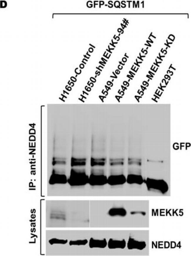 Mouse IgG (H+L) Secondary Antibody in Western Blot (WB)