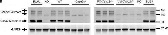 Mouse IgG (H+L) Secondary Antibody in Western Blot (WB)