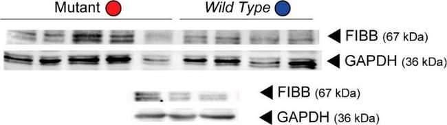 Mouse IgG (H+L) Secondary Antibody in Western Blot (WB)