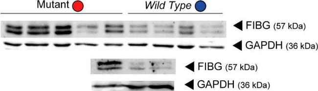 Mouse IgG (H+L) Secondary Antibody in Western Blot (WB)