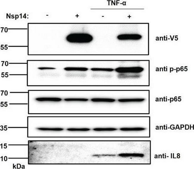 Mouse IgG (H+L) Secondary Antibody in Western Blot (WB)