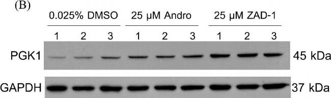 Rabbit IgG (H+L) Secondary Antibody in Western Blot (WB)