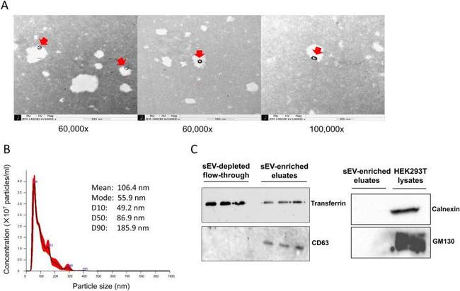 CD63 Antibody in Western Blot (WB)