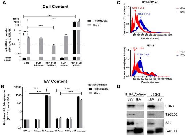 CD63 Antibody in Western Blot (WB)