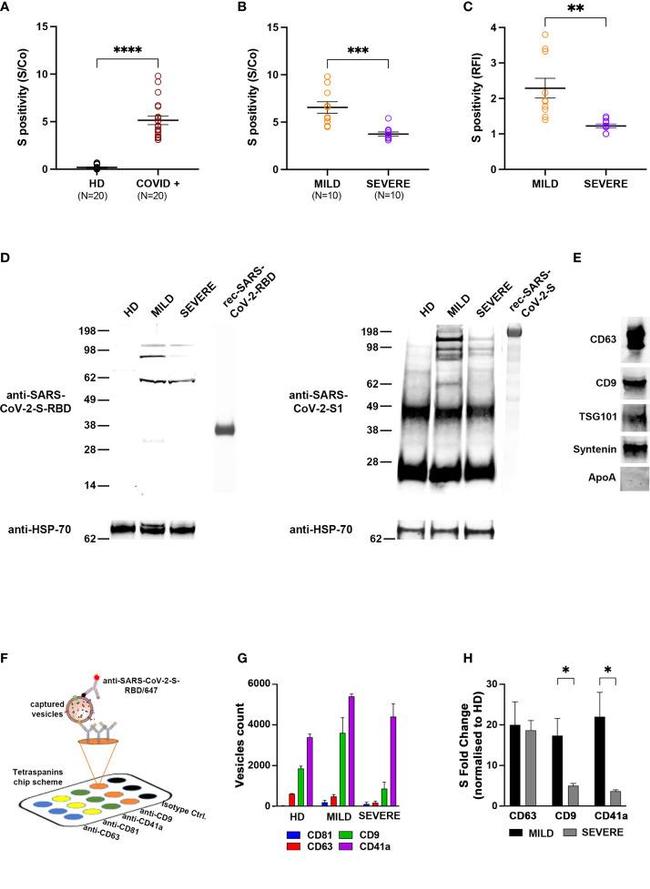 CD63 Antibody in Western Blot, Flow Cytometry, Immunoprecipitation (WB, Flow, IP)