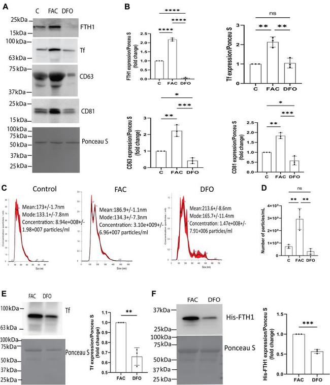 CD63 Antibody in Western Blot (WB)