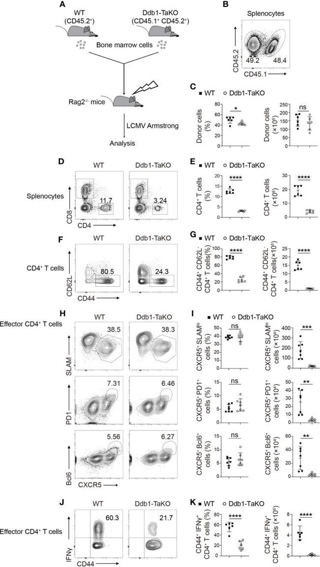 CD45.1 Antibody in Flow Cytometry (Flow)