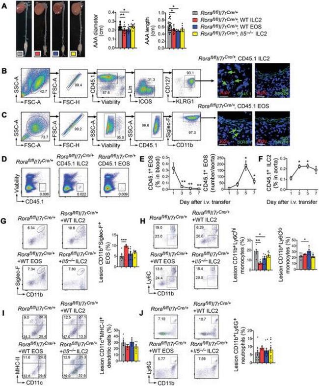 CD170 (Siglec F) Antibody in Flow Cytometry (Flow)