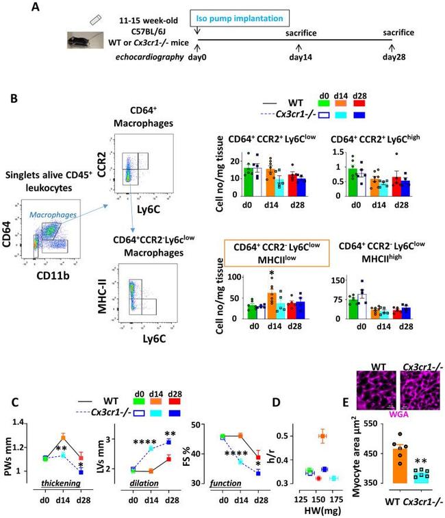 MHC Class II (I-A/I-E) Antibody in Flow Cytometry (Flow)