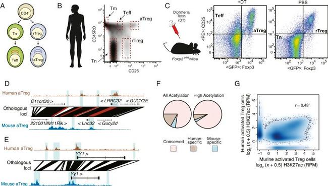 CD3 Antibody in Flow Cytometry (Flow)