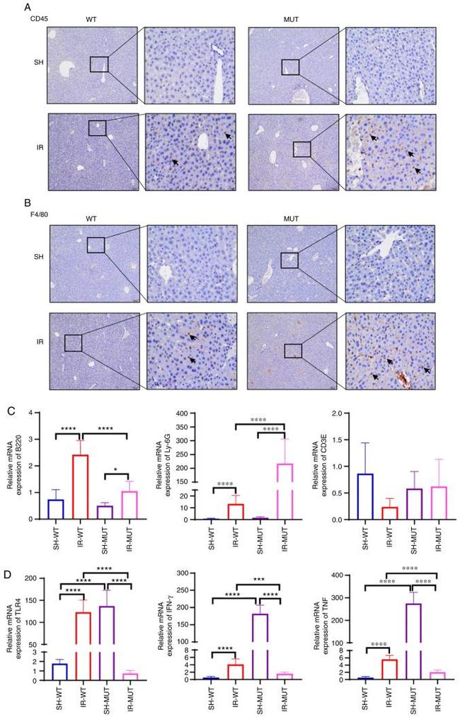 CD45.2 Antibody in Immunohistochemistry (IHC)