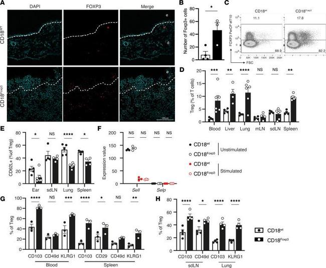 FOXP3 Antibody in Flow Cytometry (Flow)