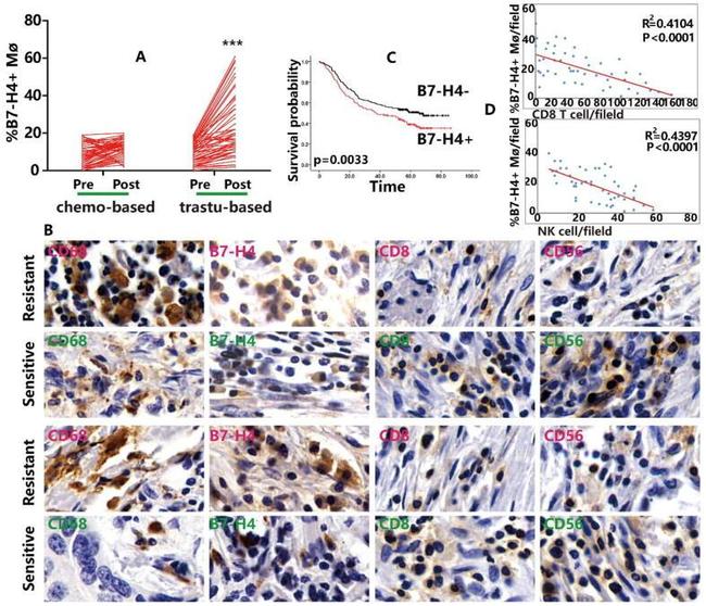 CD56 Antibody in Immunohistochemistry (IHC)