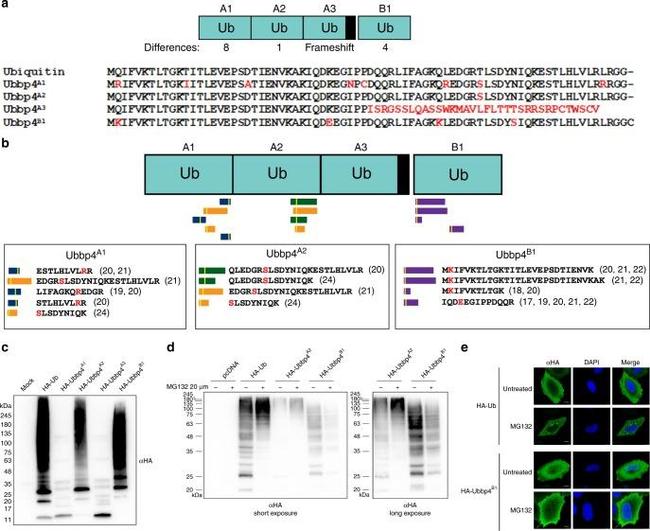 HA Tag Antibody in Western Blot (WB)