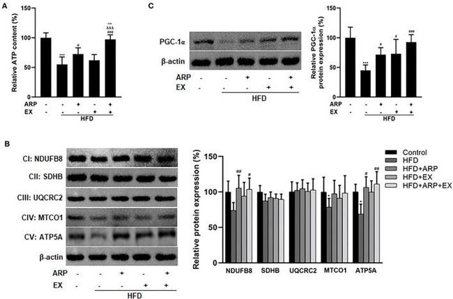 ATP5A1 Antibody in Western Blot (WB)